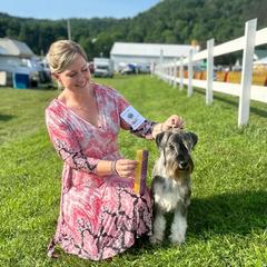 Jubal - Standard Schnauzer