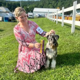 Jubal - Standard Schnauzer