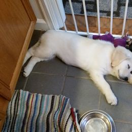 Golden Retriever Puppies from Goldnmine Kennels