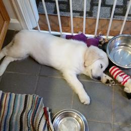 Golden Retriever Puppies from Goldnmine Kennels