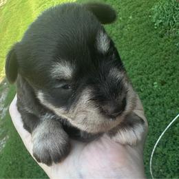 Girl 1 - Liver female Miniature Schnauzer puppy in West Point, Nebraska from Canyon Rose Schnauzers