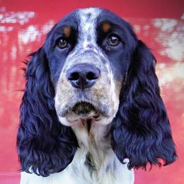 Boy 5 - Black white and tan male English Springer Spaniel puppy in Great Falls, Montana from Big Sky Springers
