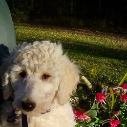 ApolloNavy Blue Boy - Poodle puppy in Minnesota from Talisman Poodles