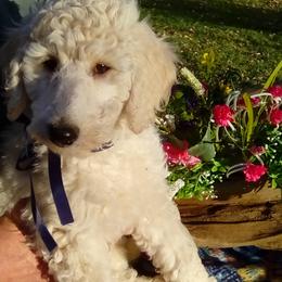 ApolloNavy Blue Boy - Poodle puppy in Minnesota from Talisman Poodles