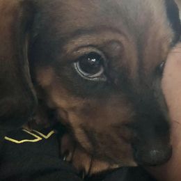 Dachshunds from 6K Kennels