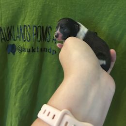 Tuxedo Black and White parti - Black parti male Pomeranian puppy in Tyler, Texas from Aukland’s Poms