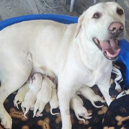 Girl 2 - Yellow female Labrador Retriever puppy in Arizona from Lily's White Labs