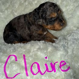 Claire - Merle female Goldendoodle puppy in Knob Noster, Missouri from Simply Schnauzers