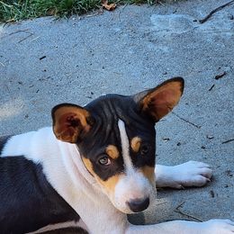 Rat Terrier Puppies from KIMBERLEE NILES