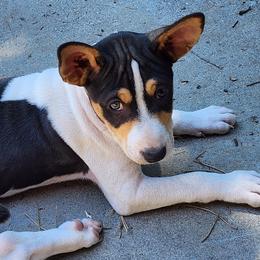 Rat Terrier Puppies from KIMBERLEE NILES