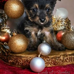 Yorkshire Terrier Puppies from Lady A's Yorkies