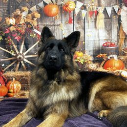 Lily - German Shepherd
