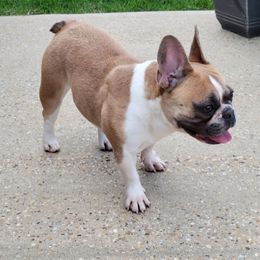 Tefiti - French Bulldog