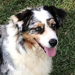 Oakley - Australian Shepherd