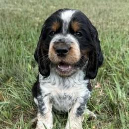 Boy 3 - male English Springer Spaniel puppy in Fort Collins, Colorado from Indy Star Springers