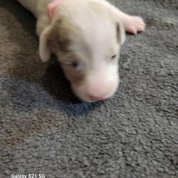 Dachshund Puppies from Weenies on the Lake