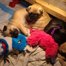 Pug Puppies from Lil'Farm Pugs