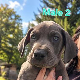 Male 2 - Blue male Great Dane puppy in Mayfield, New York from Sacandaga Danes