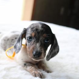 Yellow - Piebald female Dachshund puppy in Peebles, Ohio from Cave Valley Hounds