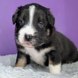 Raven3Boy2- BTM,LONGtail,AKC,OFAs,Genetics - Black tri-color male Australian Shepherd puppy in South Hill, Virginia from Silverside Aussies LLC
