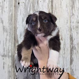 Amaranth - Red tri female Miniature Australian Shepherd puppy in Dowagiac, Michigan from Wrightway Wigglebutts