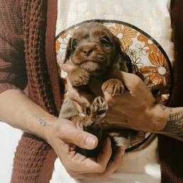 Australian Labradoodle and Bernedoodle Puppies from Honeybee Lane Doodles