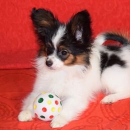 Papillon Puppies from Belladonna Papillons