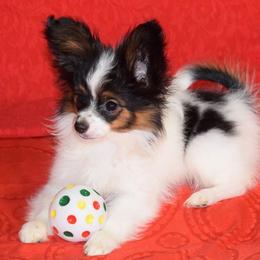 Papillon Puppies from Belladonna Papillons
