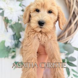 Agatha Christie - Cream female Goldendoodle puppy in Wilson, North Carolina from Cedar Creek Doodles