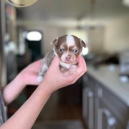 Bubbles - Blue and white female Chihuahua puppy in North Ridgeville, Ohio from Happy Pups