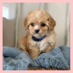 Boy 1 - Ruby male Cavachon puppy in Smoot, Wyoming from Designer Mountain Mutts