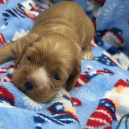 Cocker Spaniel Puppies from A&J Kennel