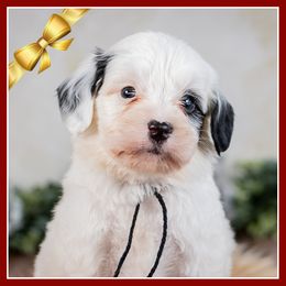 Snoopy - Black and white male Bernedoodle puppy in Connersville, Indiana from Deaz Doodle Ranch