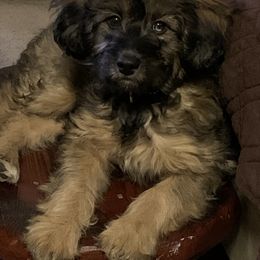 Aussiedoodle Puppies from North Idaho Miniature Aussiedoodles