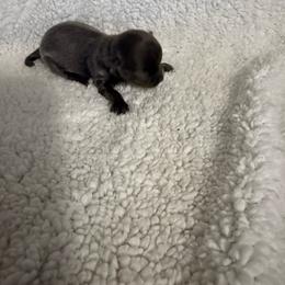 Poppy - Blue female Chihuahua puppy in Dime Box, Texas from Color Me Crazy Chihuahuas