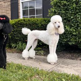 Cavalier King Charles Spaniels and Poodles from Livezey’s CKCS and Standard Poodles