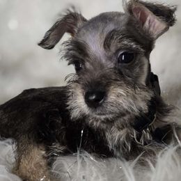 Ziggy - Miniature Schnauzer puppy from Alysha's Grandbabies