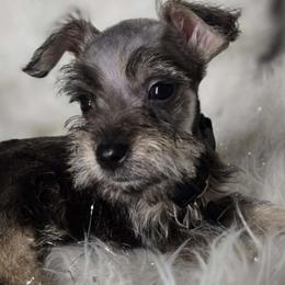 Ziggy - Miniature Schnauzer puppy from Alysha's Grandbabies