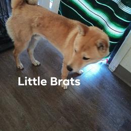 Shiba Inu puppies from Little Brats