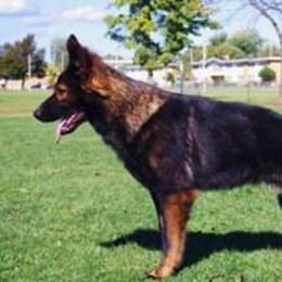 German Shepherds from Av Lundquist