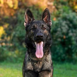 Pepper - German Shepherd