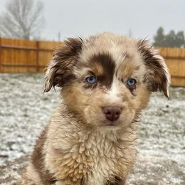 Miniature American Shepherds, Miniature Australian Shepherds, and Toy Australian Shepherds from MAS Gone Rogue