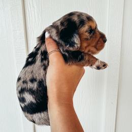 Darla - Dapple female Dachshund puppy in Ariton, Alabama from Beaver Creek Dachshunds