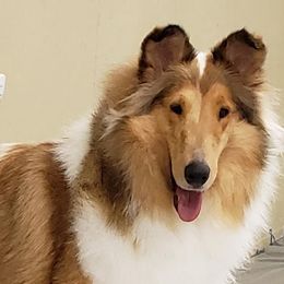 Collies from Manor House Collies