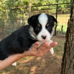 Girlie - Black and white female American Corgi puppy in Nashville, Arkansas from Whisenhunt Farms
