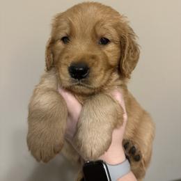 Golden Retriever Puppies from O’Shields Golden Paws