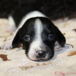 Queen Lillian - Piebald female Dachshund puppy in Kilgore, Texas from The Barefield Doxies