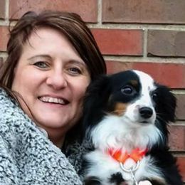 Aussiedoodles, Miniature Australian Shepherds, and Toy Australian Shepherds from Sandy Hill Farm Aussies, LLC