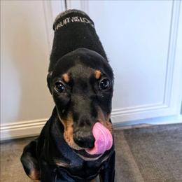 Michael Phelps - Black and rust male Doberman Pinscher puppy in Houston, Texas from Tycho's Dobermans