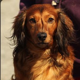 Oscar - Dachshund
